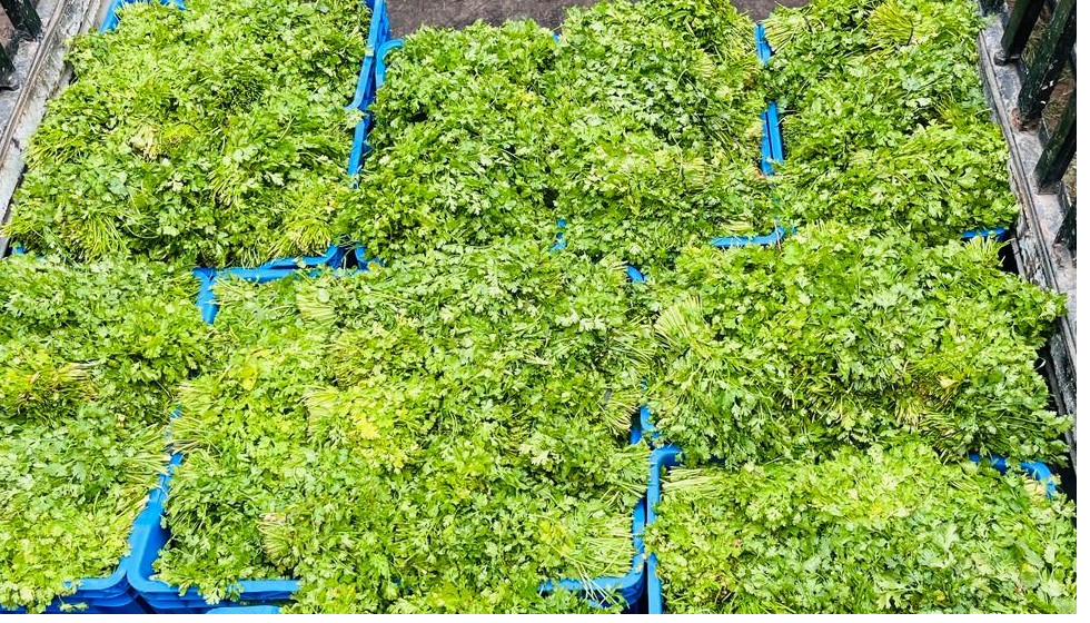 Fresh coriander wholesale supplier Pakistan