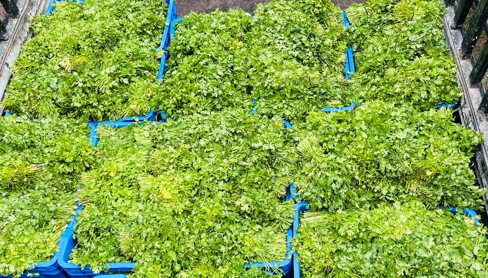 Fresh coriander in blue crates — bulk wholesale, Ali Wasim Farm Lahore