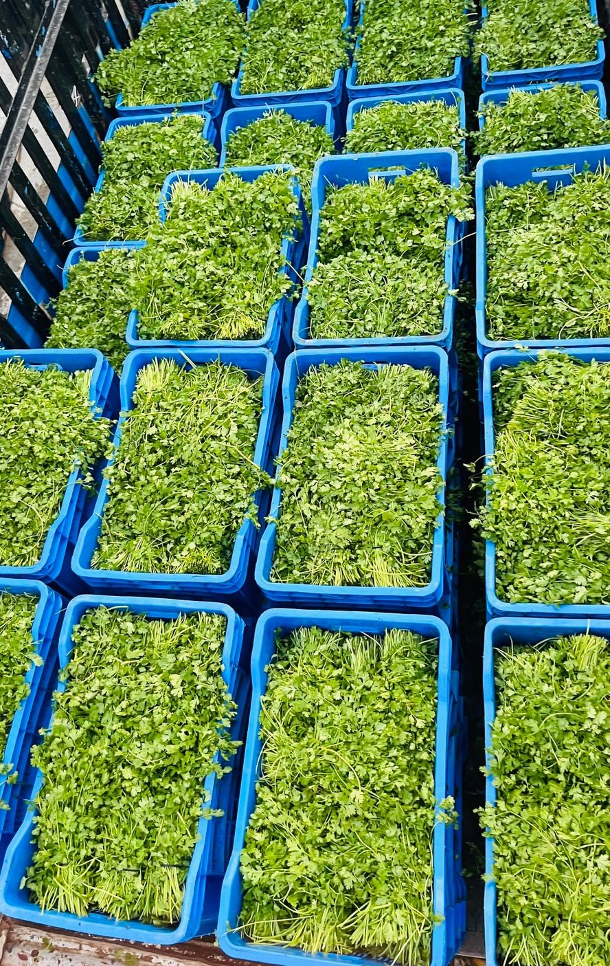 Multiple coriander crates