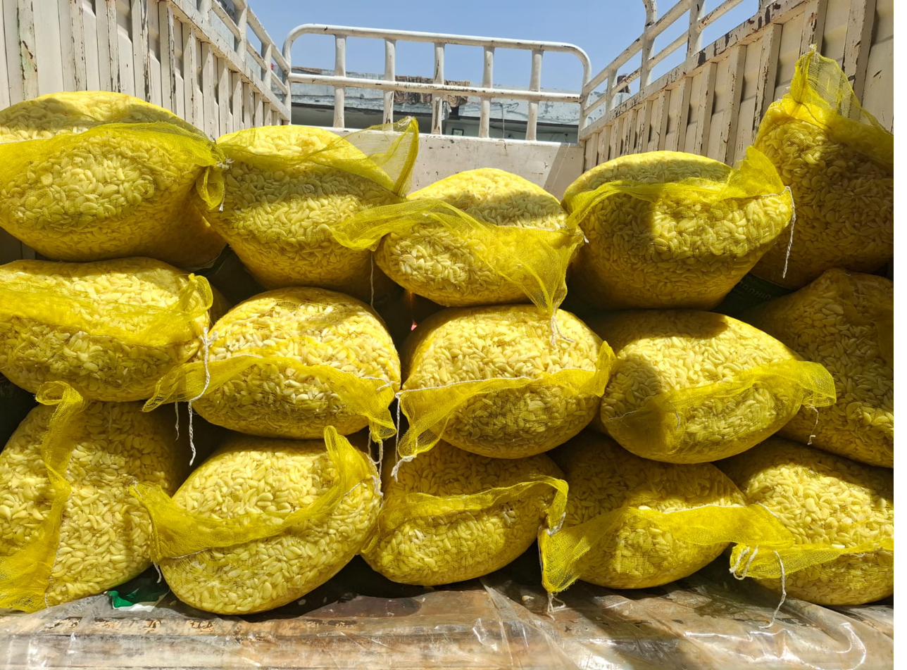 Bulk peeled garlic bags loaded on delivery vehicle — Ali Wasim Farm